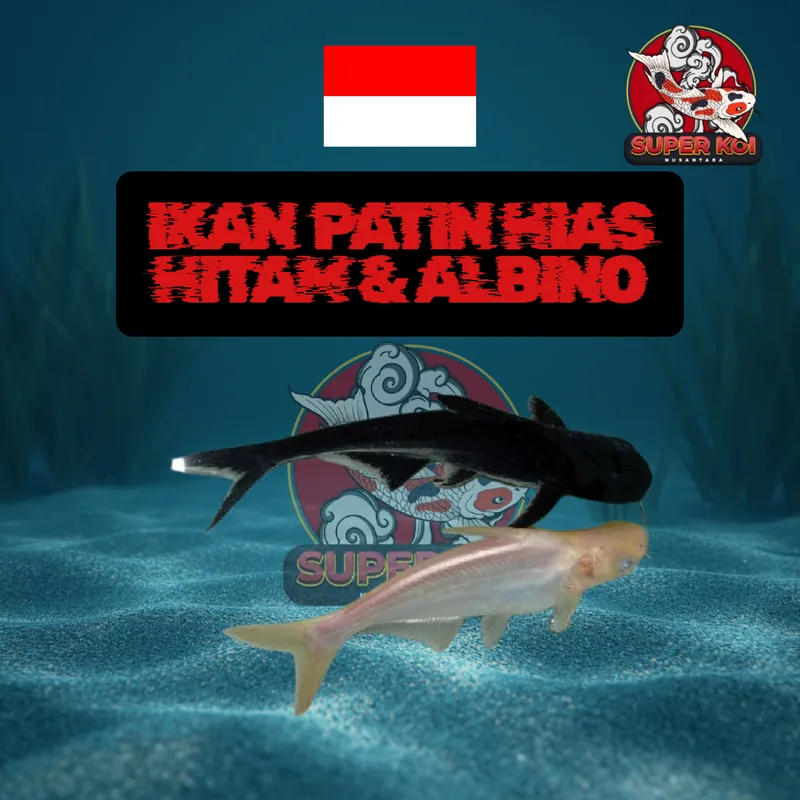 Ikan Patin Hias Hitam & Albino